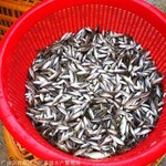 大型淡水鲈鱼苗养殖基地全国加州鲈鱼鱼苗批发价格