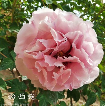 臨河區(qū)牡丹種植牡丹種植基地甘肅紫斑牡丹觀賞牡丹花牡丹苗批
