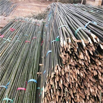 绑杆厂家大量供应竹竿绑扶枸杞树苗用的绑杆
