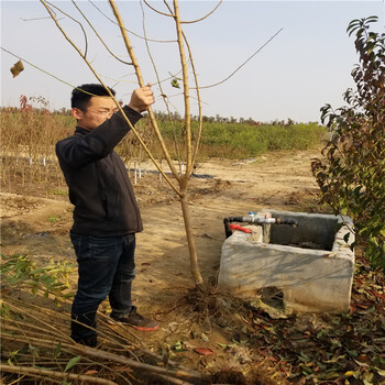 3公分李子苗新品种李子树苗李子树苗基地