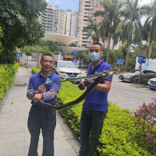 广东广州增城国产捕蛇服务
