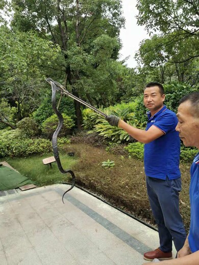 广州防蛇公司︱就选春华公司︱10年防蛇经验,捕蛇公司