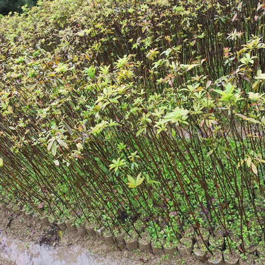 福新苗圃木荷小苗,大港供应木荷无纺布袋苗规格