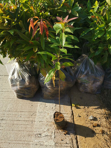 福新苗圃木荷小苗,朝阳供应木荷无纺布袋苗规格