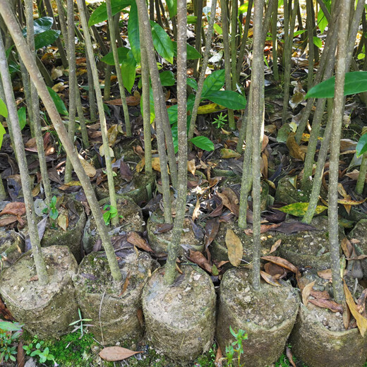 福新苗圃木荷苗,南开生产木荷无纺布袋苗品质优良