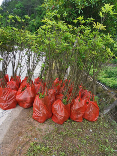 福新苗圃木荷苗,西青销售木荷无纺布袋苗