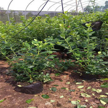 都克蓝莓树苗新品种蓝莓苗价格行情