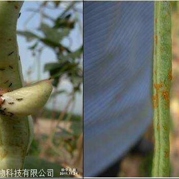 豆角蓟马防治抗性白粉虱一颗一片