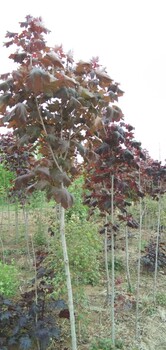 莊河綠化苗木綠化苗圃電話號碼