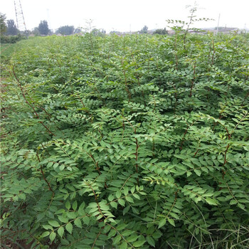 沧州销售刺槐苗,白槐花