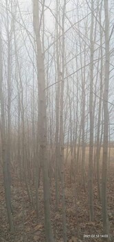 鞍山出售法國(guó)梧桐成活率高