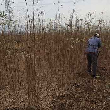 银庄农业白花槐,荆州供应刺槐苗品质优良