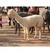 安徽巢湖羊駝一只價格,羊駝養殖場