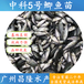 惠州惠东热门昌隆水产七星鱼苗量大从优,山斑鱼苗