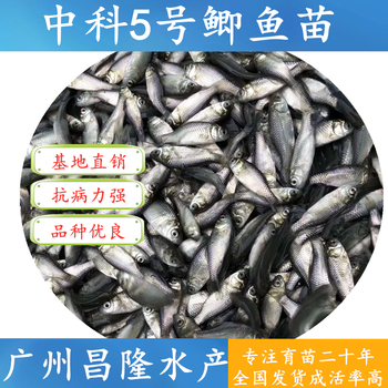 韶关曲江热门昌隆水产七星鱼苗质量可靠,山斑鱼苗