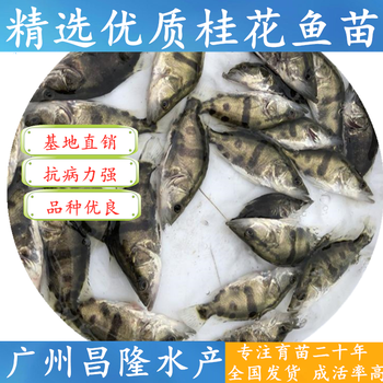 昌隆水产季花鱼,福州永泰昌隆水产桂花鱼苗质量可靠
