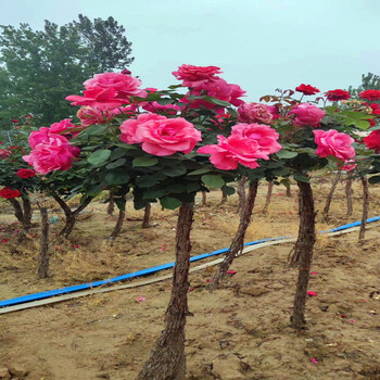 西安樹(shù)苗苗圃綠陽(yáng)苗木基地桿月季,大花月季