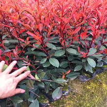 陕西红叶石楠球型苗教种植养护,绿篱红叶石楠