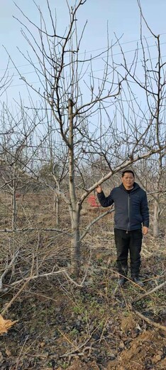 广西河池供应15公分梨树