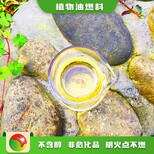 石家庄新乐明火点不燃植物油水燃料,无醇燃料水性燃料图片0