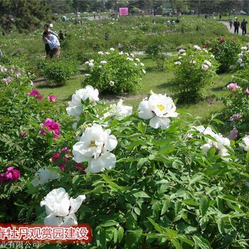 观赏园规划建设园林绿化建设牡丹苗批发价格长春牡丹园建设