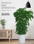 昌平绿植租赁公司,植物图片2