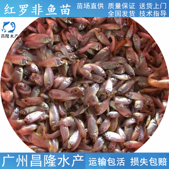 惠州高产量红罗非鱼苗,红罗非鱼苗