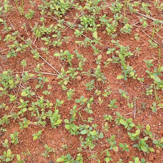 福新苗圃木荷树苗,怀柔生产木荷无纺布袋苗厂家