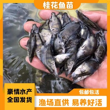 翘嘴鳜鱼桂花鱼苗批发大量供应金桂鱼苗存活率高