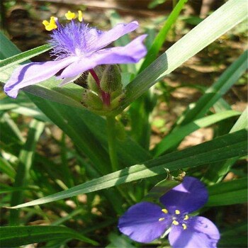 紫露草批發(fā)青州紫露草苗基地