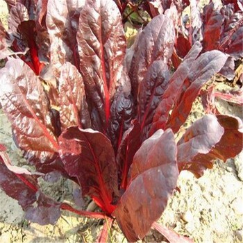 红叶甜菜花苗批发商红叶甜菜种植基地大量销售全国供应红叶甜菜幼苗