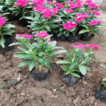 長春花花苗批發(fā)商長春花花苗種植基地長春花大量出售全國供應實地銷售