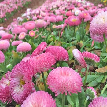 出售小雏菊花苗雏菊基地批发雏菊小苗培育雏菊花苗基地大量销售