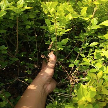 金叶女贞花苗批发商金叶女贞花苗种植基地金叶女贞花苗大量销售全国供应工程绿化