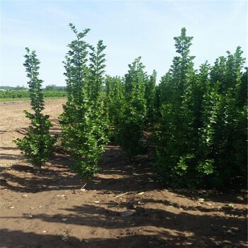 北海道黄杨苗批发商北海道黄杨苗种植基地黄杨苗大量销售全国供应工程绿化