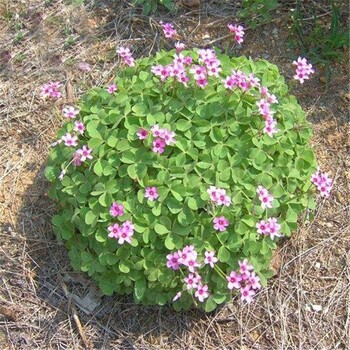 炸酱草花苗批发商炸酱草花苗种植基地炸酱草大量销售全国供应工程绿化