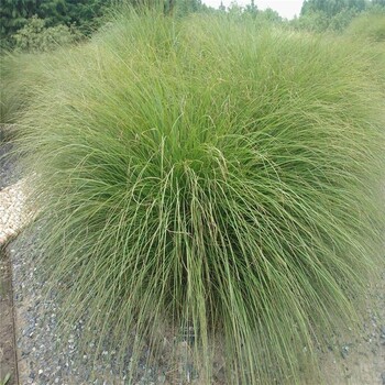 细叶芒花苗批发商细叶芒花苗种植基地细叶芒花苗大量销售全国供应工程绿化