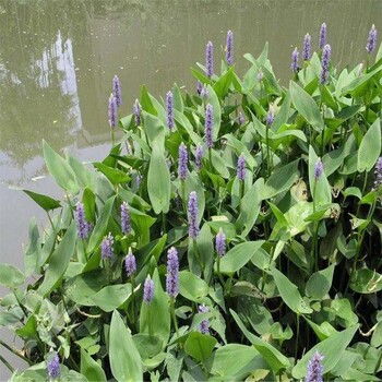 再力花花苗批发商再力花花苗种植基地再力花花苗大量销售全国供应工程绿化