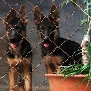 宝鸡德国牧羊犬什么价格