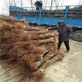 新疆黑霸王李子树苗种植技术