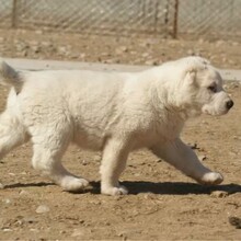 涼山出售純血統大骨架中亞牧羊犬的正規狗舍繁殖保健康純種圖片