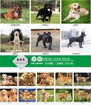 雅安神犬小七拉布拉多犬多少钱齐包健康图片3