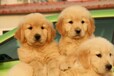 衡陽純賽級金毛犬價格品質保證簽協議