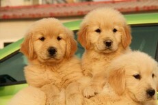 郴州純賽級金毛犬價格狗場出售齊健康無憂圖片3