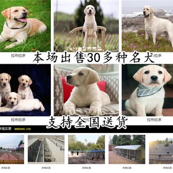 宣城三四个的拉布拉多犬大概多少钱一只