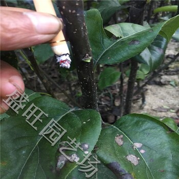 豐水梨樹苗種植前景
