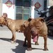 南充两三个月的小比特什么价格正规养狗基地出售