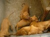鄂州正規犬舍繁殖比特犬專業斗狗犬頂級品質健康保證