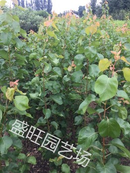 杏樹規(guī)格、杏樹產(chǎn)量