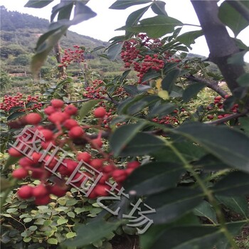 邵阳无刺花椒树苗新品种,2年花椒苗